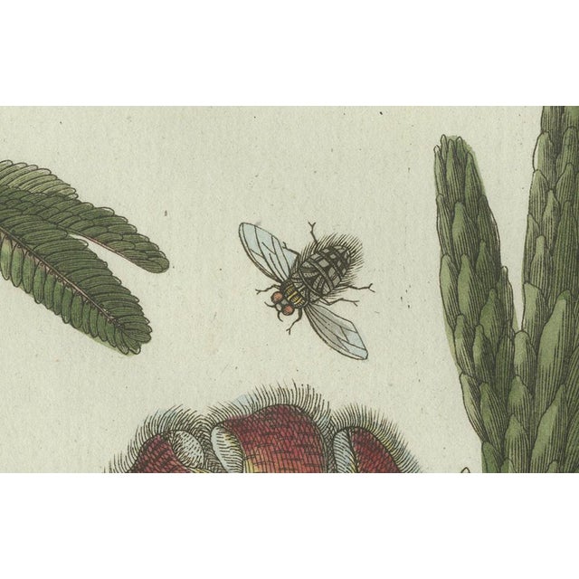 Bertuch, Carrion Flower and Mimosa, 1805, Engraving For Sale - Image 3 of 10