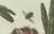 Bertuch, Carrion Flower and Mimosa, 1805, Engraving For Sale - Image 3 of 10