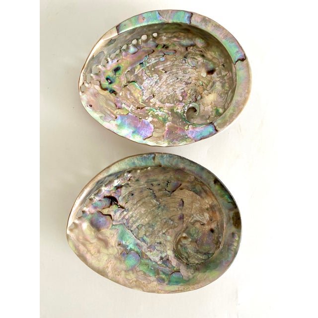 Shell Rare Polished Pale Pink Abalone Shell For Sale - Image 7 of 7
