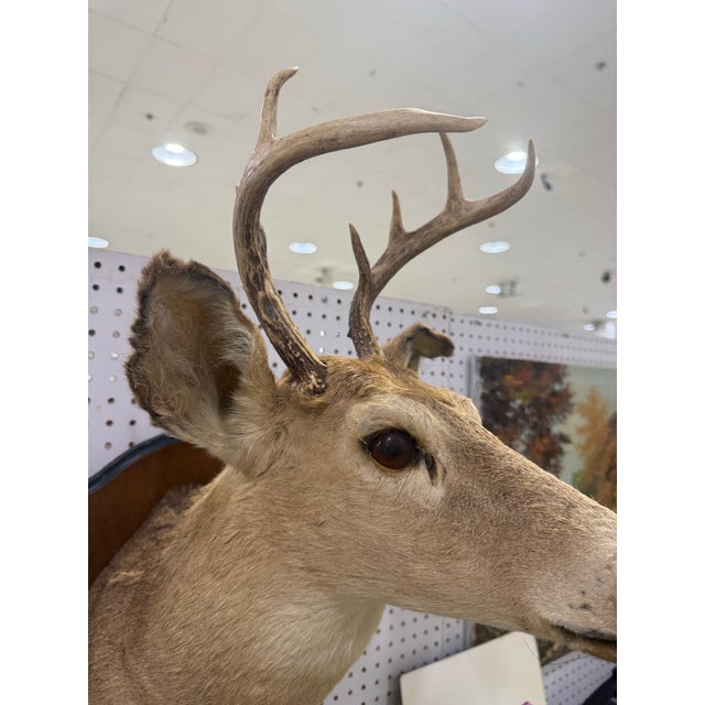 2000 - 2009 Whitetail Deer Head Shoulder Mount Taxidermy With Hoofs for Gun Holder 35x23 For Sale - Image 5 of 9