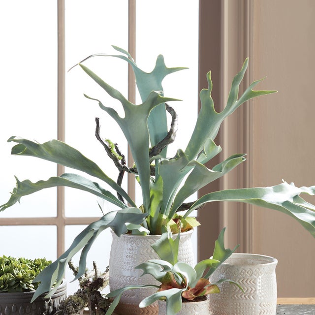 The Staghorn Fern is full of high drama, and sure to be a conversation starter. Typically found in wall configurations, we...