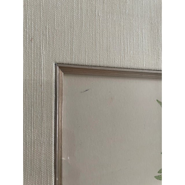 Early 20th Century Vintage Henry Bradbury Fern Print, Framed For Sale - Image 5 of 11