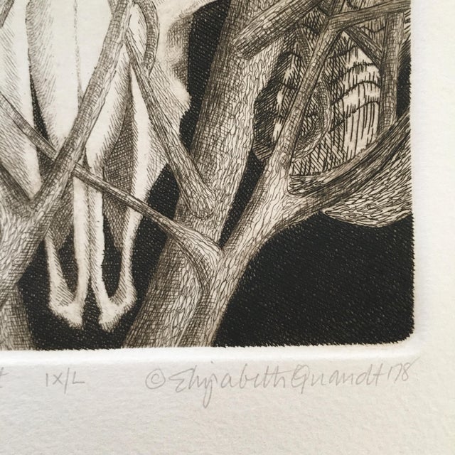 Printmaking Materials 1970s Signed, Limited Edition Etchings of Ram Skulls by Elizabeth Quandt - Set of 4 For Sale - Image 7 of 9