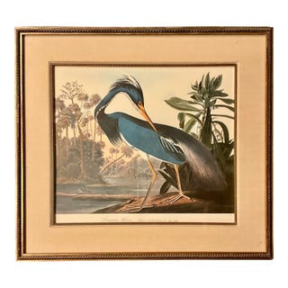 The Audubon Folio Original Print John James Audubon Louisiana Heron Double Gilt-Wood Rope Framed Linen Matte. For Sale