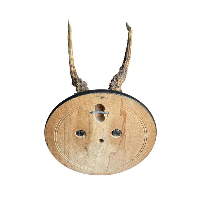 1900 - 1909 Roe Deer Trophy 209 Black Forest Antlers Mount For Sale - Image 5 of 5