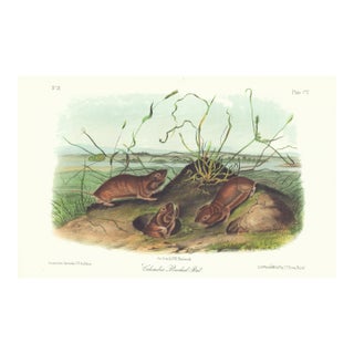 1854 Audubon Quadruped Octavo Lithograph "Plate 105 Columbia Pouched Rat" For Sale