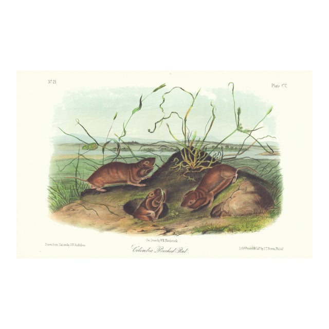 1854 Audubon Quadruped Octavo Lithograph "Plate 105 Columbia Pouched Rat" For Sale
