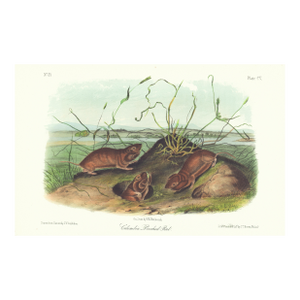1854 Audubon Quadruped Octavo Lithograph "Plate 105 Columbia Pouched Rat"