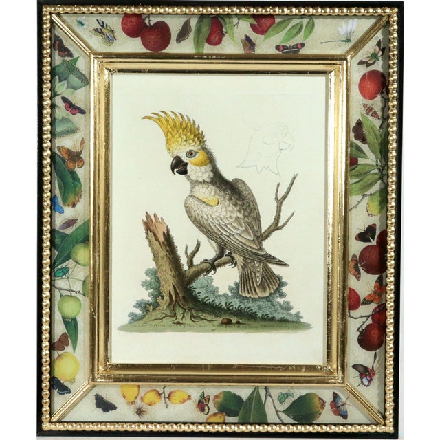 Paper !8th-Century Engraved Prints of Exotic Birds by George Edwards With Decoupage Frames (12) For Sale - Image 7 of 14