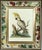 Paper !8th-Century Engraved Prints of Exotic Birds by George Edwards With Decoupage Frames (12) For Sale - Image 7 of 14