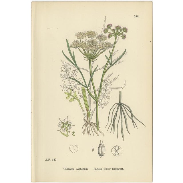 Paper After Sowerby, English Botanical Plates of Water-Dropwort, Prints, Set of 4 For Sale - Image 7 of 10