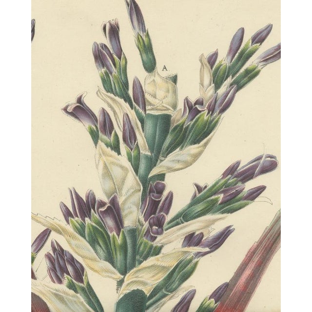 19th Century L. Stroobant, Bromelia Commeliniana, Flowering Bromeliad, 1859, Chromolithograph For Sale - Image 5 of 9