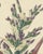 19th Century L. Stroobant, Bromelia Commeliniana, Flowering Bromeliad, 1859, Chromolithograph For Sale - Image 5 of 9