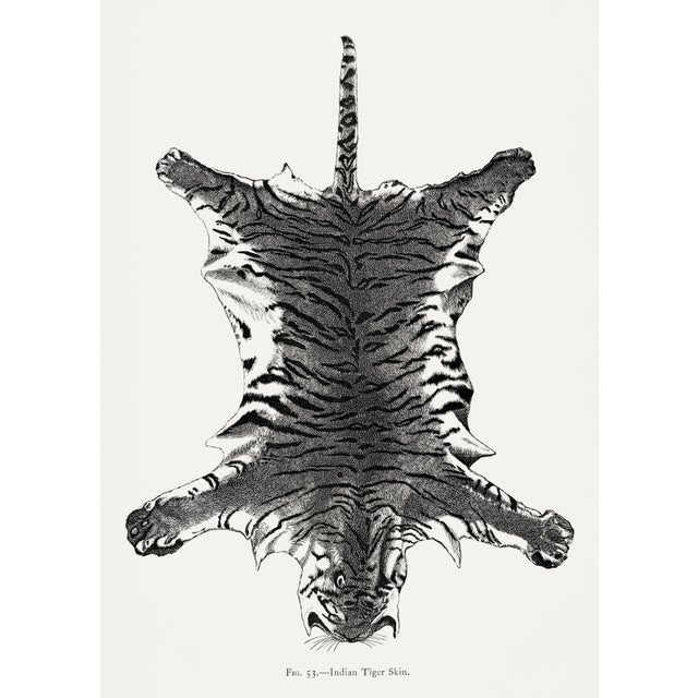 American Fine Art Print of Vintage Tiger Animal Skin Illustration by Richard Lydekker. Animal Print For Sale - Image 3 of 6