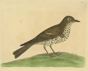 Albin, Mistle Thrush, Print