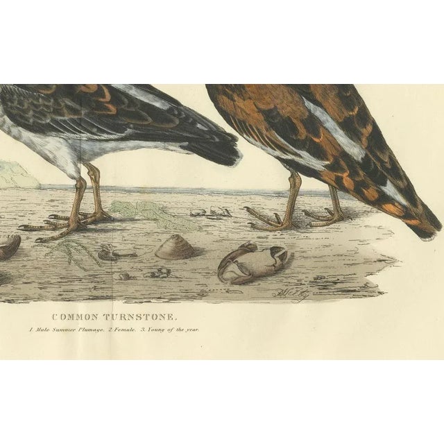 Depiction of the Common Turnstone, Seasonal and Sexual Plumage Variations, 1826, Print For Sale - Image 4 of 7