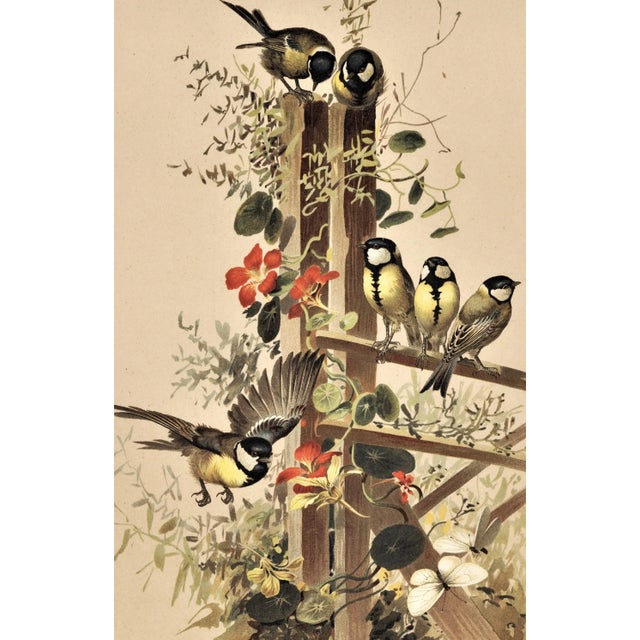 This is a matted c1880s chromolithograph from an unbound collection of images of designs of nature. It features a...
