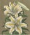 Van Houtte, Botany Illustration of the Golden Lily, 1862, Print For Sale - Image 3 of 5