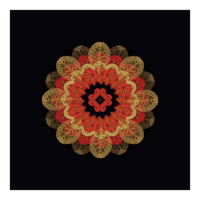 The Fallen 4, Photograph, Autumn Leaves, 2013 For Sale