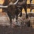 Several of these bull riding images were from reference photos of my days as a bull rider back in 1980-1985. I was an MCRD...