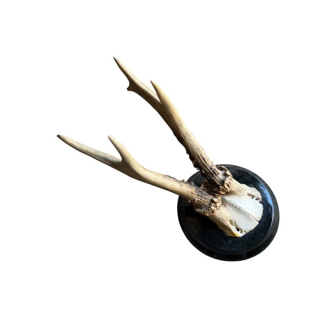 Roe deer trophy mounted on a round wood plaque.