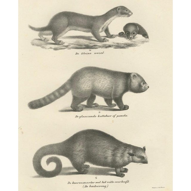 Copper After Schinz, Exotic Mammals, 1830, Prints, Set of 2 For Sale - Image 8 of 9