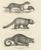 Copper After Schinz, Exotic Mammals, 1830, Prints, Set of 2 For Sale - Image 8 of 9