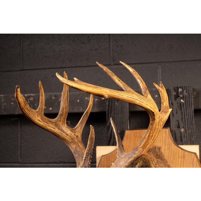 White-tailed deer buck taxidermy shoulder mount presented on a shaped wooden wall plaque with a warm oak-tone finish. The...