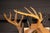 White-tailed deer buck taxidermy shoulder mount presented on a shaped wooden wall plaque with a warm oak-tone finish. The...