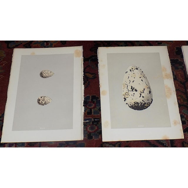 This set of twelve (12) authentic antique 19th century hand colored lithographs depicts various British birds' eggs. They...