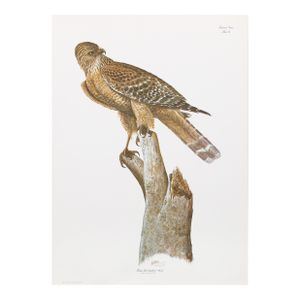 Florida Red Shouldered Hawk, 1979 Signed Lithograph by Sean Bollar