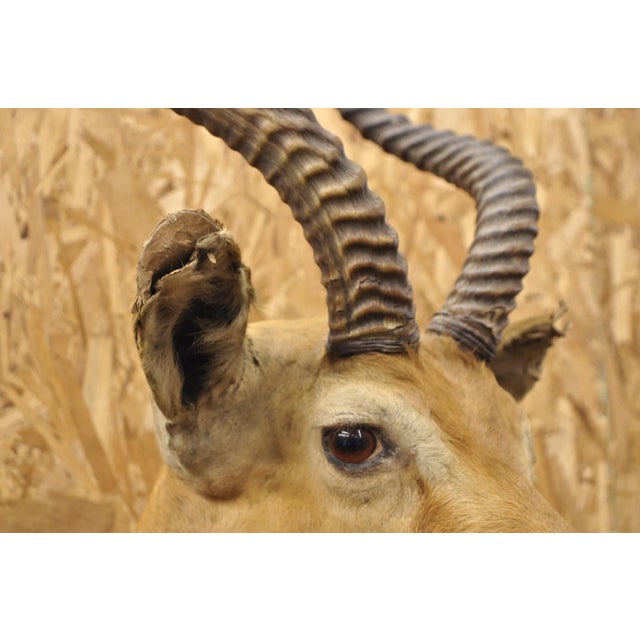 Vintage African Impala Shoulder Mount Wall Taxidermy Man Cave Lodge Home Decor For Sale - Image 9 of 18