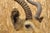 Vintage African Impala Shoulder Mount Wall Taxidermy Man Cave Lodge Home Decor For Sale - Image 9 of 18