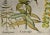 Realism Flowering Lily Plants: A 17th C. Besler Hand-Colored Botanical Engraving, 1640 For Sale - Image 3 of 6