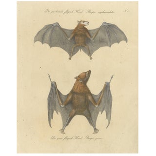 Karl Joseph Brodtmann, Flying Fox Bat, 1816, Lithograph For Sale