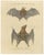 Karl Joseph Brodtmann, Flying Fox Bat, 1816, Lithograph For Sale