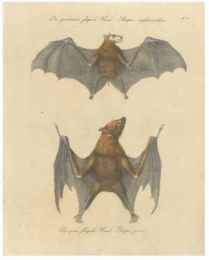 Karl Joseph Brodtmann, Flying Fox Bat, 1816, Lithograph