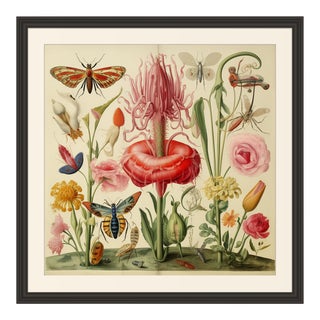 18' X 18' Framed 'Insects and Flowers' Botanical Print #5 For Sale