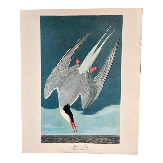 1964 Audubon Folio Lithograph Great Bird Paintings – “Arctic Tern” 17x14 For Sale