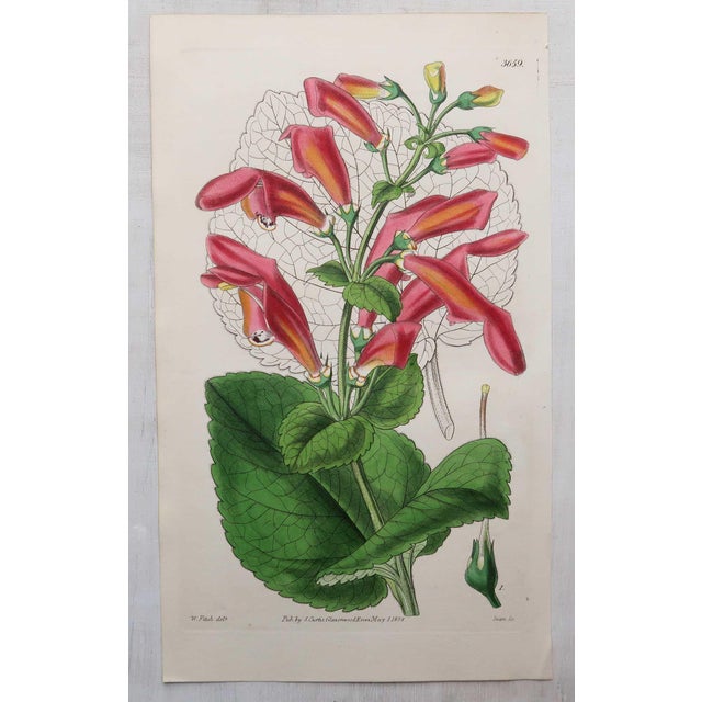 Mid 19th Century After William Fitch, Botanical Illustrations, 1838, Engravings, Set of 12 For Sale - Image 5 of 14
