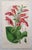 Mid 19th Century After William Fitch, Botanical Illustrations, 1838, Engravings, Set of 12 For Sale - Image 5 of 14