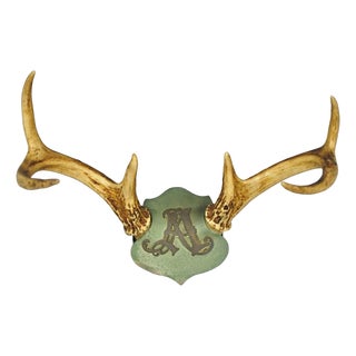 Antique Victorian Taxidermy Whitetail Deer Antler Wall Mount Metal Shield Plaque For Sale