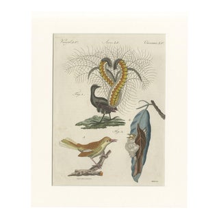 Bertuch, Lyrebird & Tailorbird, 1797, Engraving For Sale