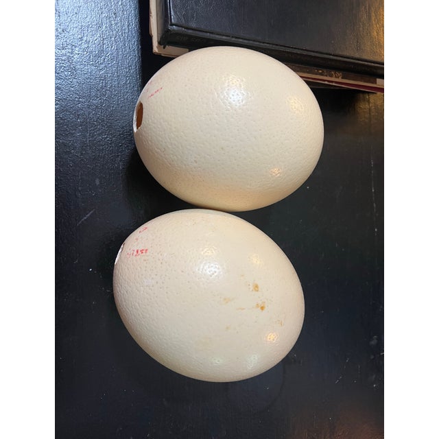 Bone Large Pair of Authentic Ostrich Eggs For Sale - Image 7 of 9