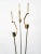 Mid-Century Modern German 3-Flamed Floor Lamp, 1950s For Sale - Image 10 of 14