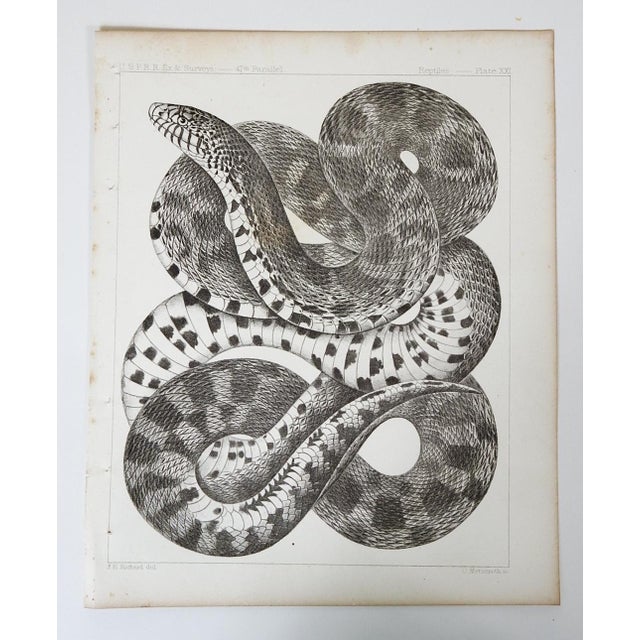 Mid 19th Century Snake Lithograph Us Pacifc Railroad Book Plate For Sale - Image 4 of 4