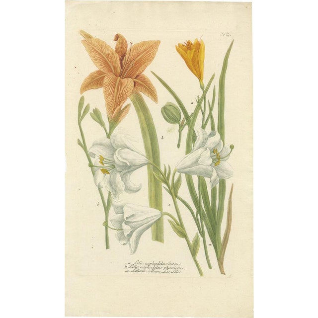 Johann Weinmann, Lily, 1748, Hand-Colored Print For Sale - Image 6 of 6