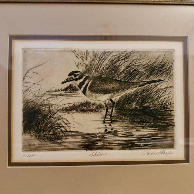 Mid-Century Linda Lloyd Kildeer Shorebird Original Signed Intaglio Etching 62/200 For Sale - Image 12 of 12