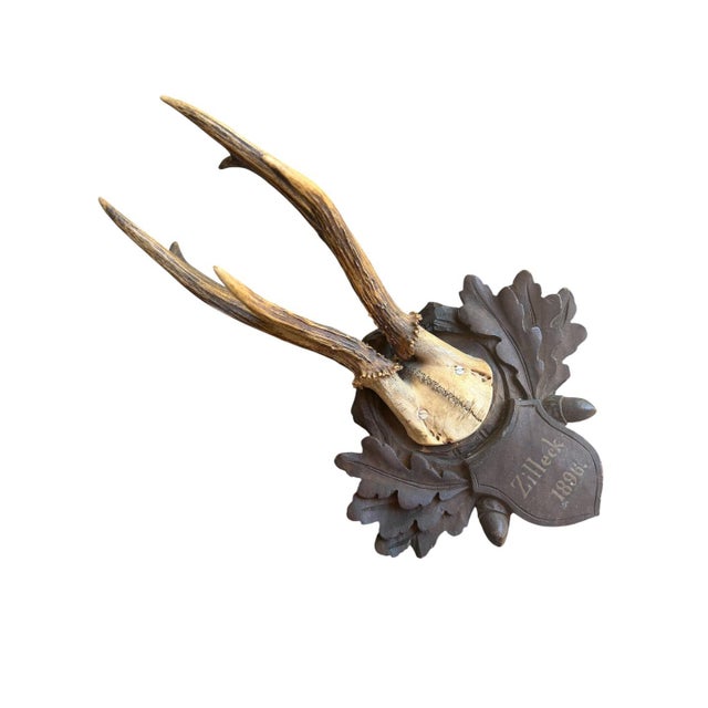 Cabin RoE Deer Trophy 171 Black Forest Antlers For Sale - Image 3 of 5