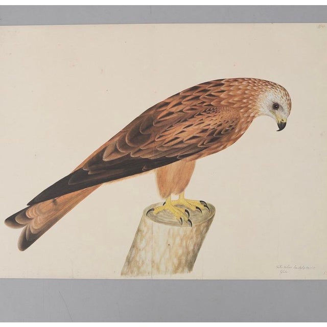 1980s 1980s Olof Rudbeck, Swedish 18th C., Monumental Bird Portfolio, 35 Images in Modern Facsimile, Published by René Coeckelbergh For Sale - Image 5 of 6